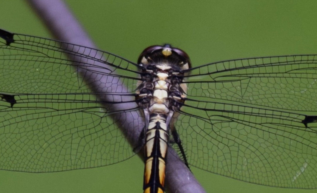 July 2025 Announcements