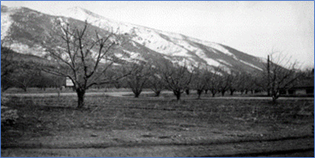 Ward Orchards And Brickyard