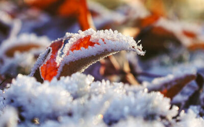 November 2025 Announcements