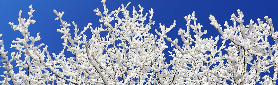 January 2026 Announcements