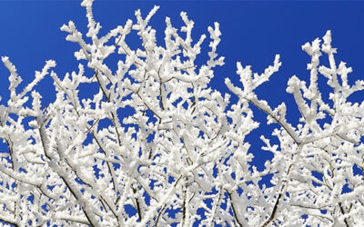 January 2026 Announcements